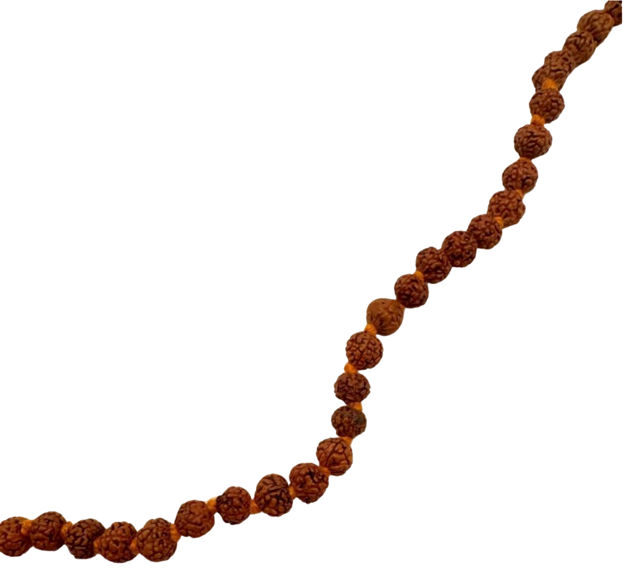 Mala de rudraksha